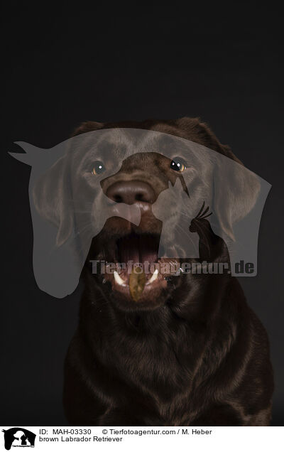 brauner Labrador Retriever / brown Labrador Retriever / MAH-03330
