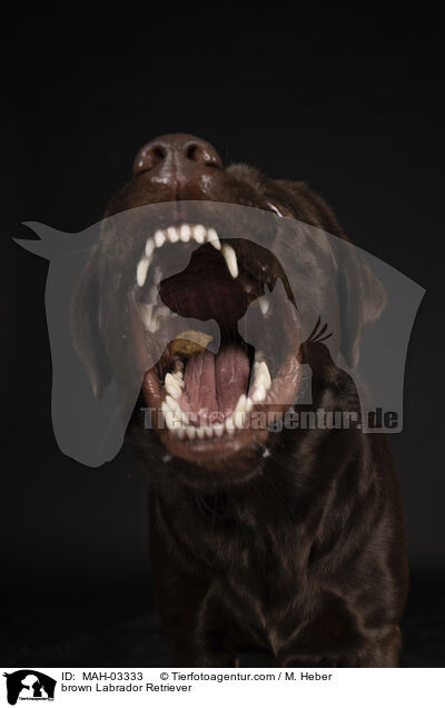 brauner Labrador Retriever / brown Labrador Retriever / MAH-03333
