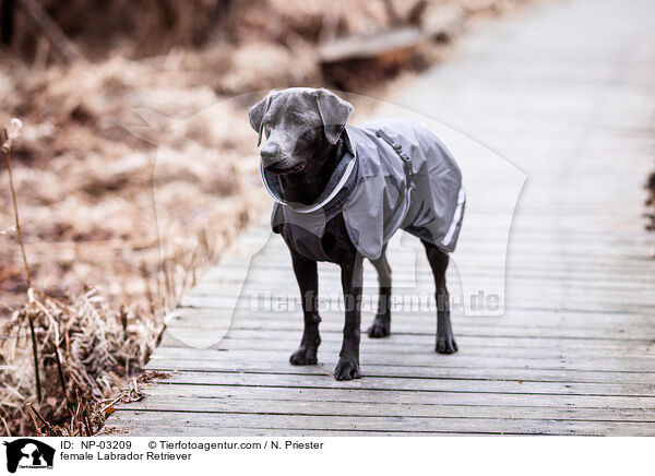 Labrador Retriever Hndin / female Labrador Retriever / NP-03209
