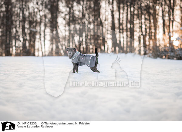 Labrador Retriever Hndin / female Labrador Retriever / NP-03230
