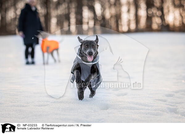 Labrador Retriever Hndin / female Labrador Retriever / NP-03233