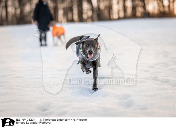 Labrador Retriever Hndin / female Labrador Retriever / NP-03234