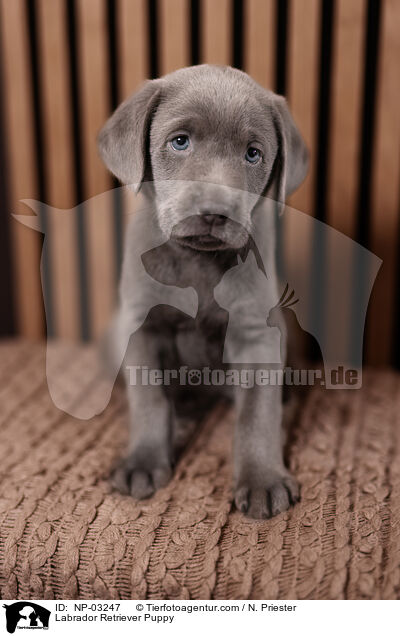 Labrador Retriever Welpe / Labrador Retriever Puppy / NP-03247