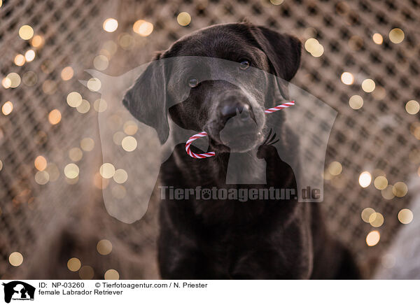 Labrador Retriever Hndin / female Labrador Retriever / NP-03260