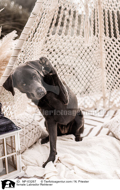 Labrador Retriever Hndin / female Labrador Retriever / NP-03267