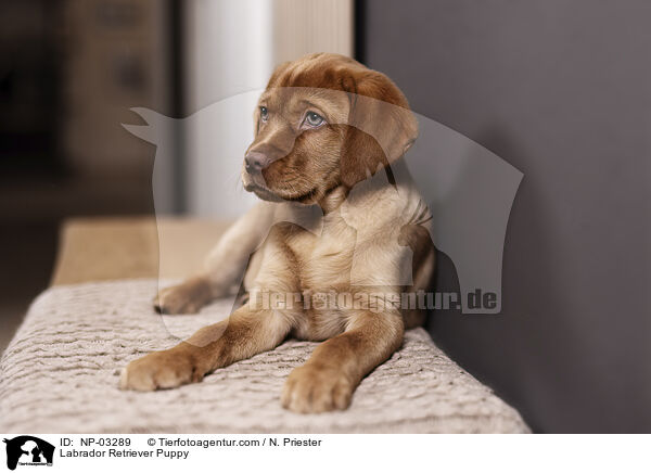 Labrador Retriever Welpe / Labrador Retriever Puppy / NP-03289