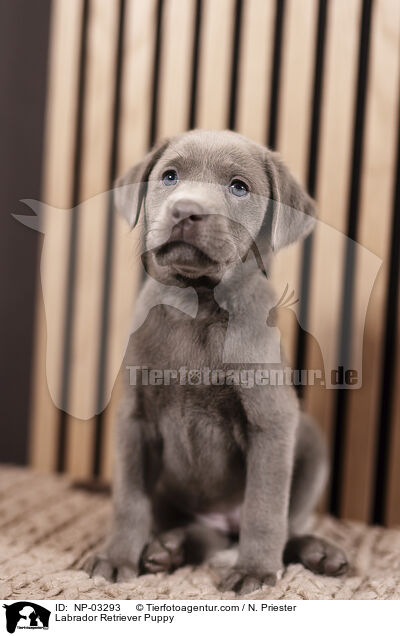 Labrador Retriever Welpe / Labrador Retriever Puppy / NP-03293