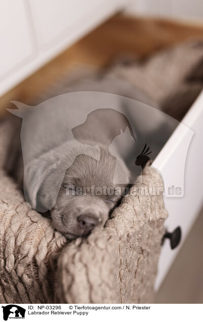 Labrador Retriever Welpe / Labrador Retriever Puppy / NP-03296