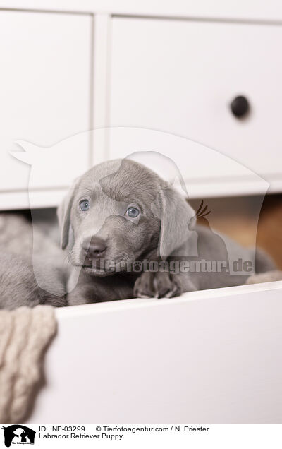 Labrador Retriever Welpe / Labrador Retriever Puppy / NP-03299