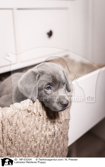 Labrador Retriever Welpe / Labrador Retriever Puppy / NP-03304