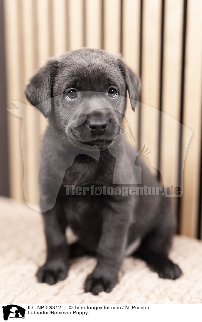 Labrador Retriever Welpe / Labrador Retriever Puppy / NP-03312