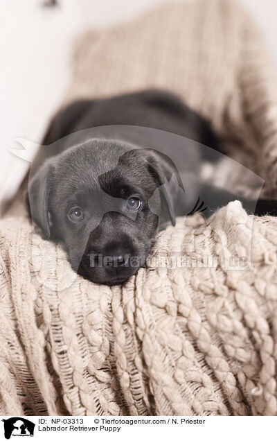 Labrador Retriever Welpe / Labrador Retriever Puppy / NP-03313
