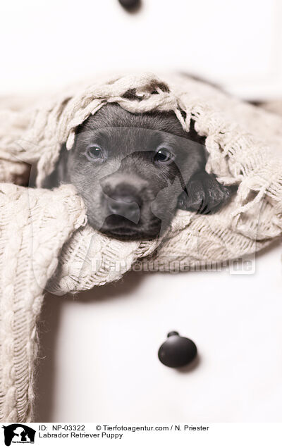 Labrador Retriever Welpe / Labrador Retriever Puppy / NP-03322