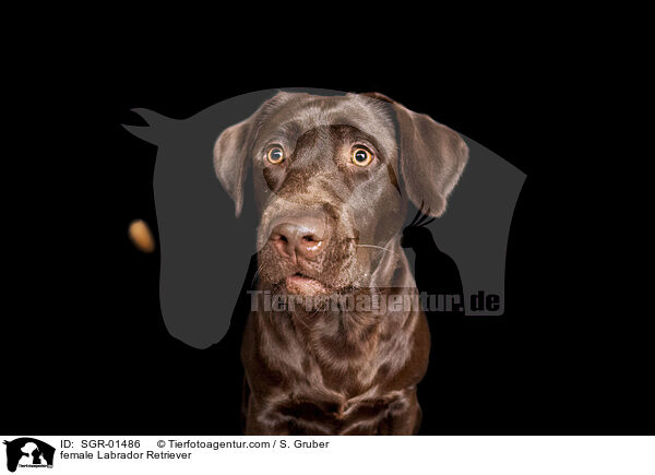 Labrador Retriever Hndin / female Labrador Retriever / SGR-01486