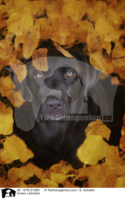 brauner Labrador / brown Labrador / STS-01064