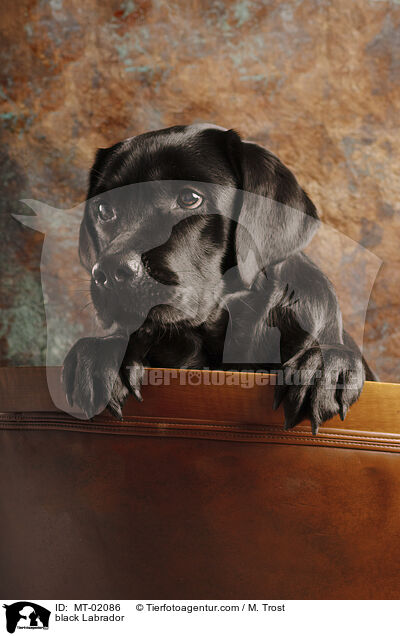 schwarzer Labrador / black Labrador / MT-02086