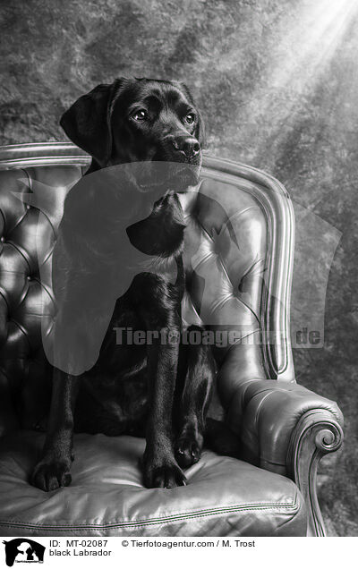 schwarzer Labrador / black Labrador / MT-02087