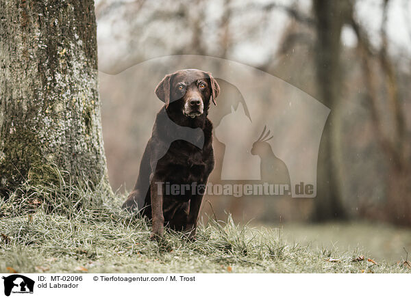 alter Labrador / old Labrador / MT-02096