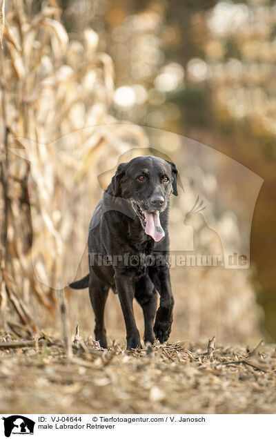 male Labrador Retriever / VJ-04644