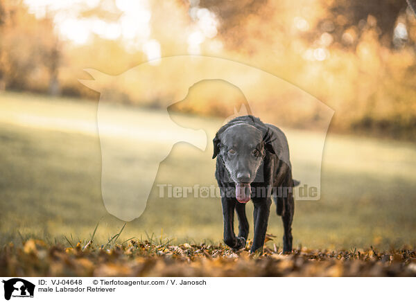 Labrador Retriever Rde / male Labrador Retriever / VJ-04648