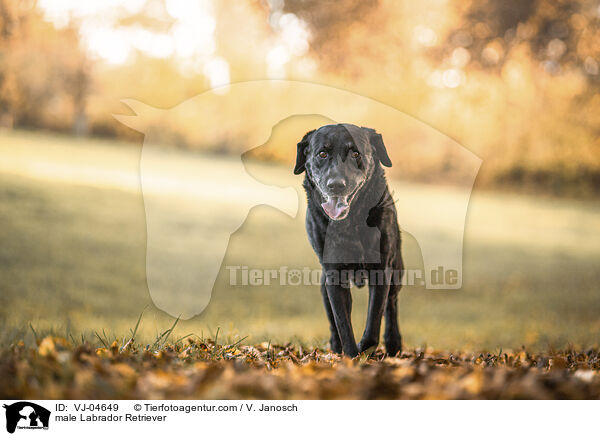 Labrador Retriever Rde / male Labrador Retriever / VJ-04649