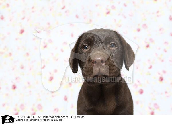 Labrador Retriever Welpe im Studio / Labrador Retriever Puppy in Studio / JH-28094