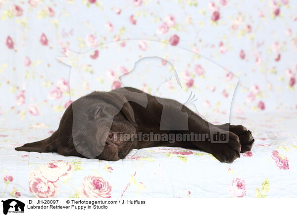 Labrador Retriever Welpe im Studio / Labrador Retriever Puppy in Studio / JH-28097