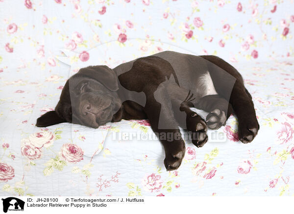 Labrador Retriever Welpe im Studio / Labrador Retriever Puppy in Studio / JH-28100