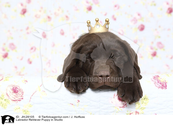 Labrador Retriever Welpe im Studio / Labrador Retriever Puppy in Studio / JH-28105