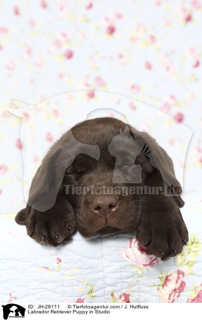 Labrador Retriever Welpe im Studio / Labrador Retriever Puppy in Studio / JH-28111