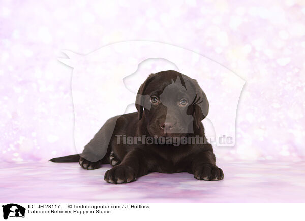 Labrador Retriever Welpe im Studio / Labrador Retriever Puppy in Studio / JH-28117