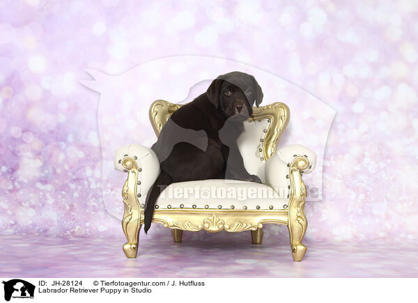 Labrador Retriever Welpe im Studio / Labrador Retriever Puppy in Studio / JH-28124