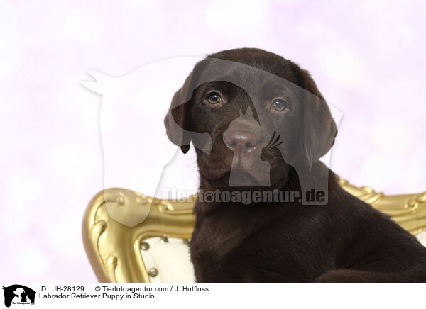 Labrador Retriever Welpe im Studio / Labrador Retriever Puppy in Studio / JH-28129
