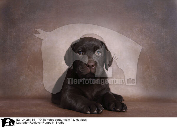 Labrador Retriever Welpe im Studio / Labrador Retriever Puppy in Studio / JH-28134