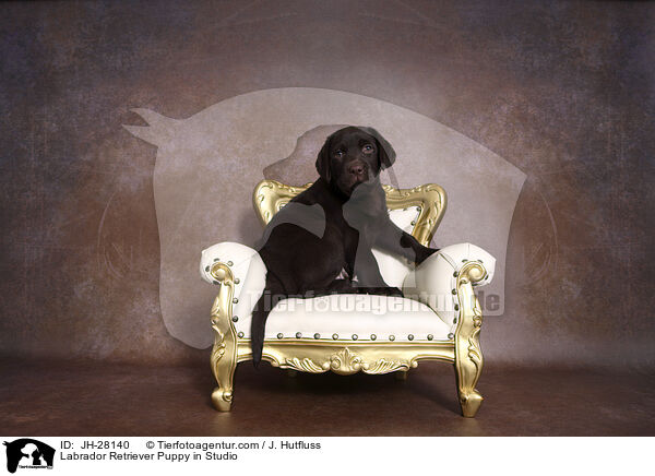 Labrador Retriever Welpe im Studio / Labrador Retriever Puppy in Studio / JH-28140
