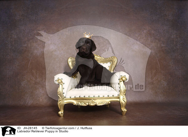 Labrador Retriever Welpe im Studio / Labrador Retriever Puppy in Studio / JH-28145