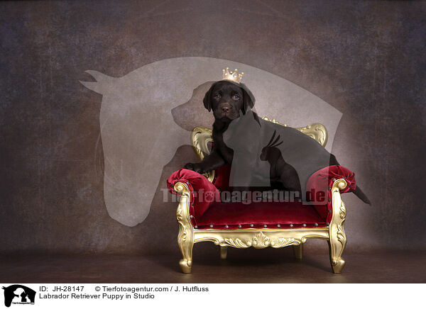 Labrador Retriever Welpe im Studio / Labrador Retriever Puppy in Studio / JH-28147