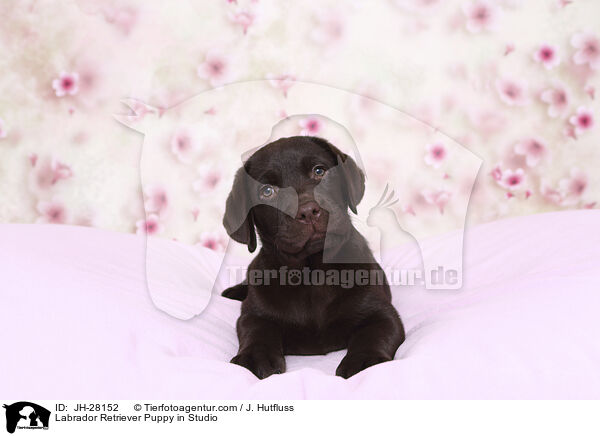 Labrador Retriever Welpe im Studio / Labrador Retriever Puppy in Studio / JH-28152