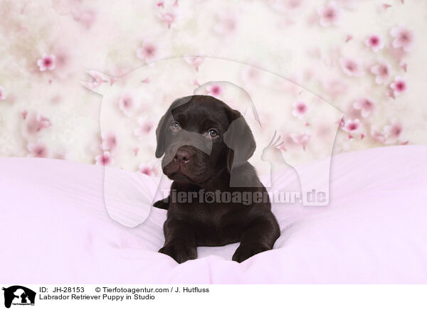 Labrador Retriever Welpe im Studio / Labrador Retriever Puppy in Studio / JH-28153