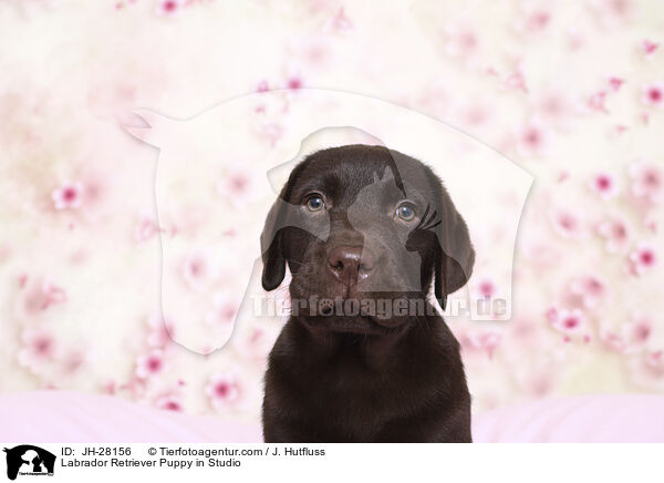 Labrador Retriever Welpe im Studio / Labrador Retriever Puppy in Studio / JH-28156