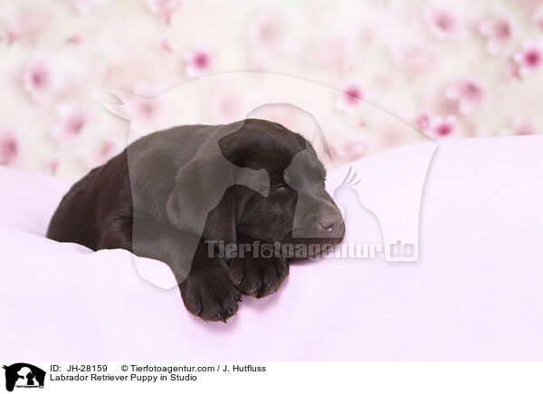Labrador Retriever Welpe im Studio / Labrador Retriever Puppy in Studio / JH-28159