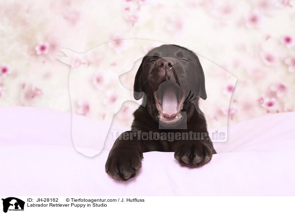 Labrador Retriever Welpe im Studio / Labrador Retriever Puppy in Studio / JH-28162