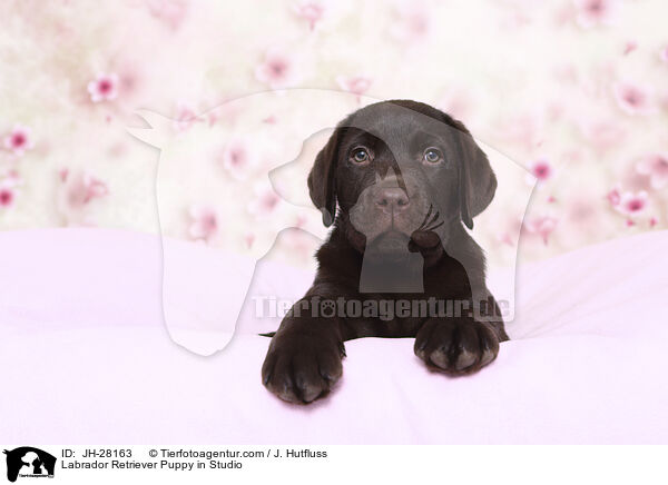 Labrador Retriever Welpe im Studio / Labrador Retriever Puppy in Studio / JH-28163