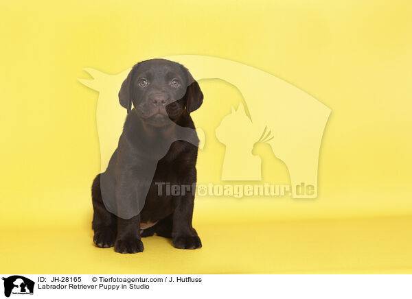 Labrador Retriever Welpe im Studio / Labrador Retriever Puppy in Studio / JH-28165