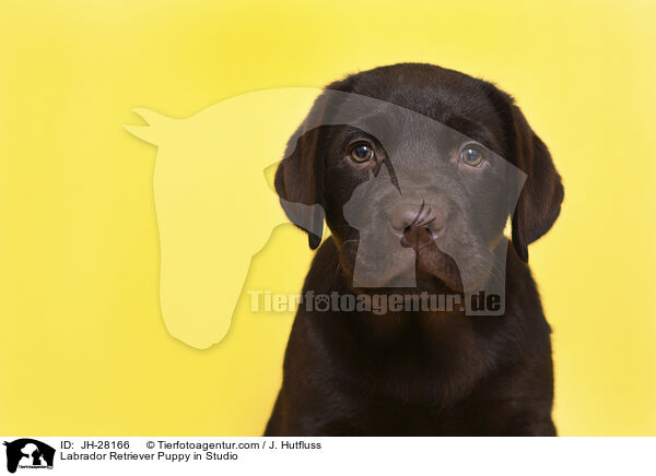 Labrador Retriever Welpe im Studio / Labrador Retriever Puppy in Studio / JH-28166
