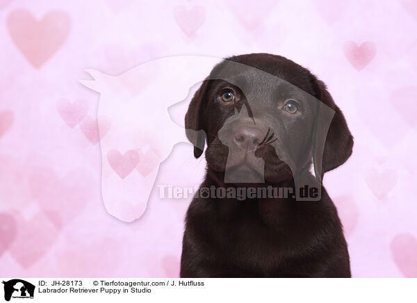 Labrador Retriever Welpe im Studio / Labrador Retriever Puppy in Studio / JH-28173