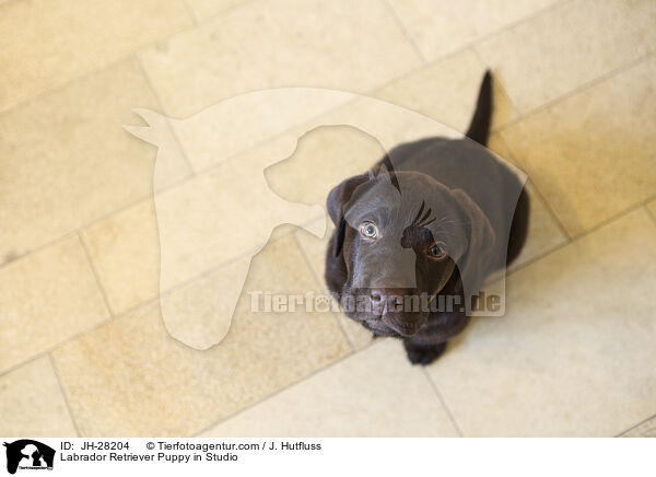 Labrador Retriever Welpe im Studio / Labrador Retriever Puppy in Studio / JH-28204