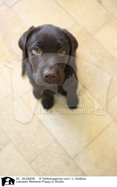 Labrador Retriever Welpe im Studio / Labrador Retriever Puppy in Studio / JH-28206