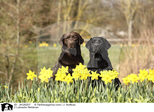 2 Labrador Retriever / 2 Labrador Retriever / JH-28207