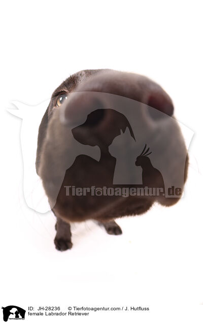 Labrador Retriever Hndin / female Labrador Retriever / JH-28236